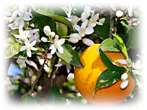 Pomeranče, mandarinky